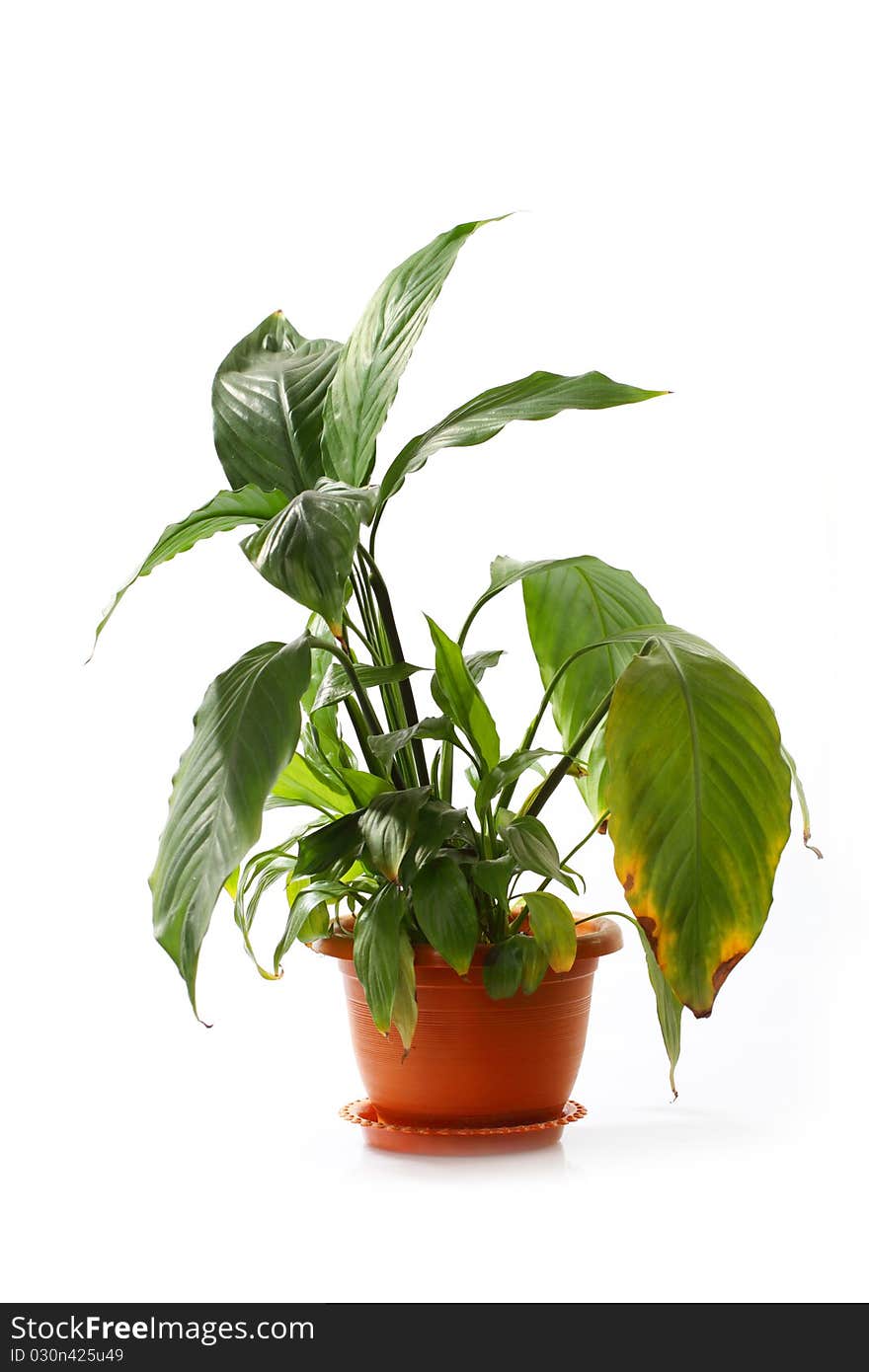 Small decorative tree isolated on a white