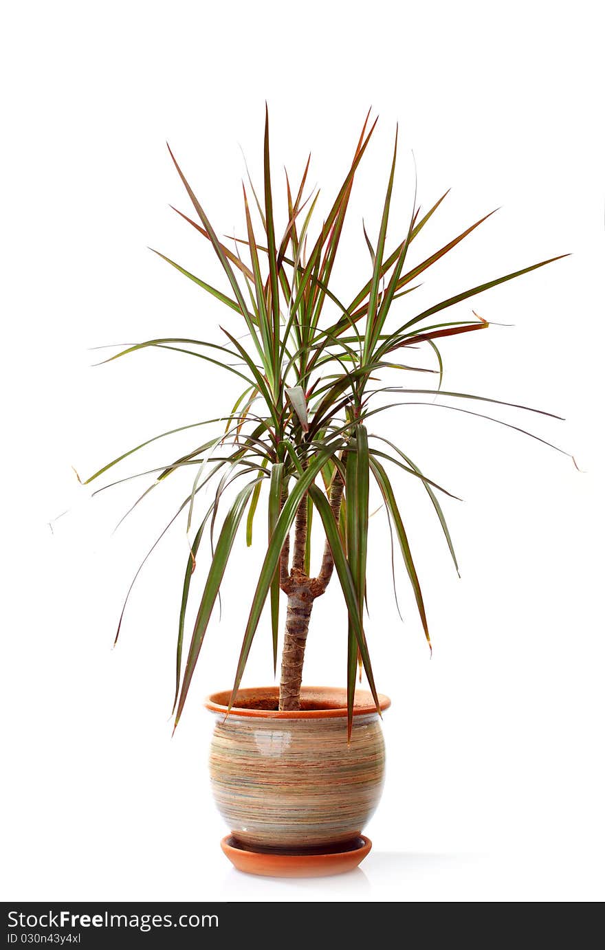 Small decorative tree isolated on a white