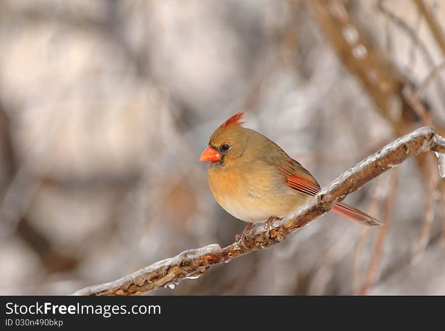 A female northern cardinal perched on an ice covered branch on a cold winter day in the midwest. A female northern cardinal perched on an ice covered branch on a cold winter day in the midwest.