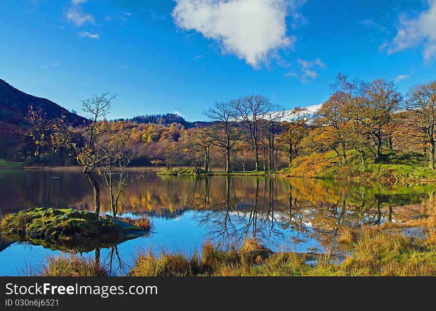 Rydal Trees