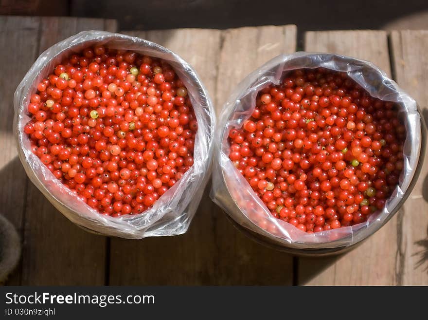 Fresh red currants in the garden