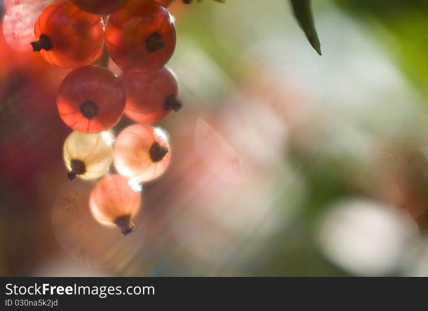 Red currants