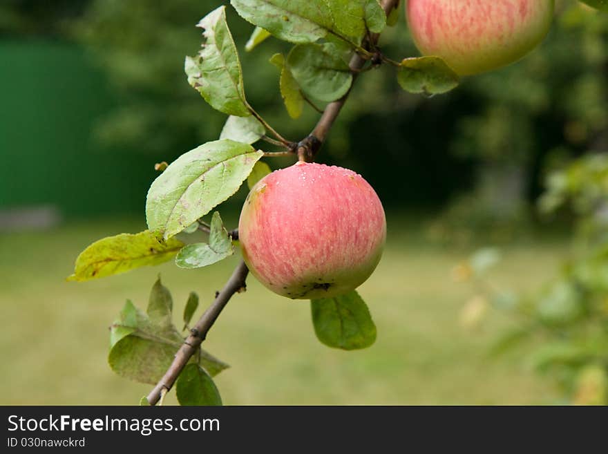 A red apple growing in the garden