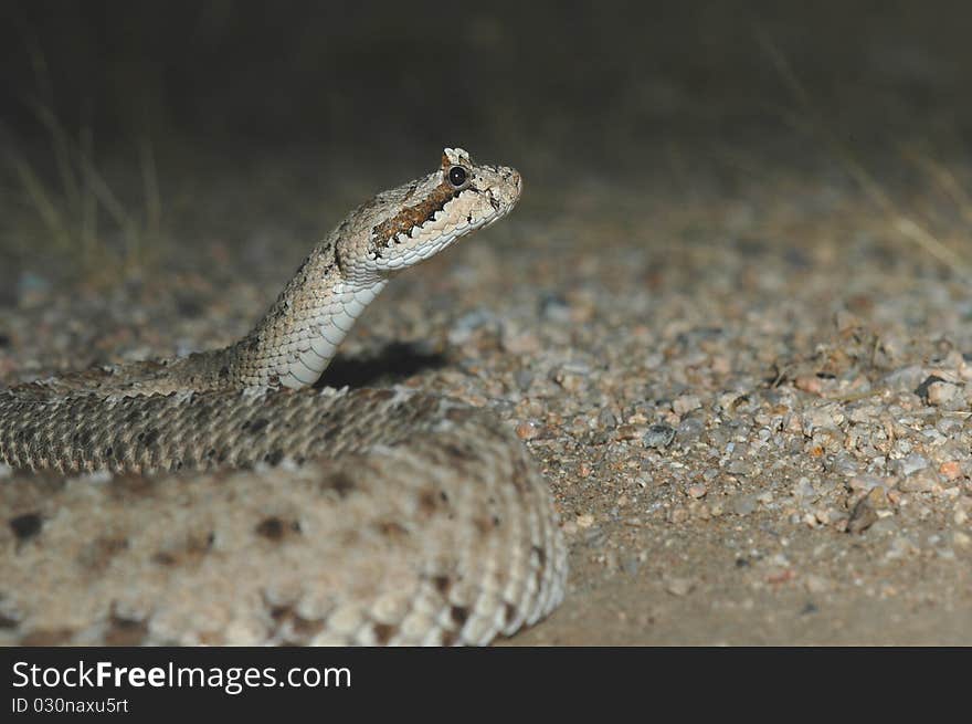 Crotalus cerastes laterorepens