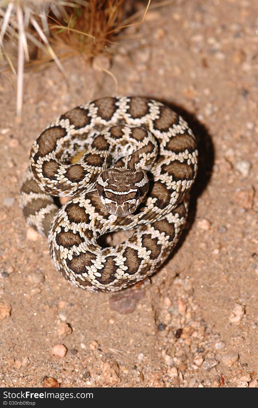 Crotalus oreganus helleri