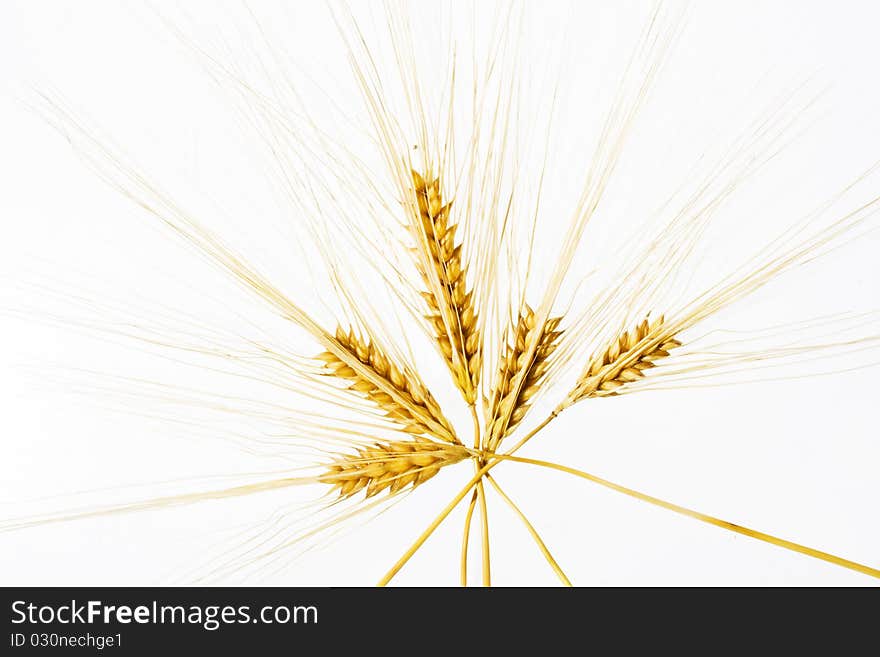 Wheat ears isolated over white background in radial disposition