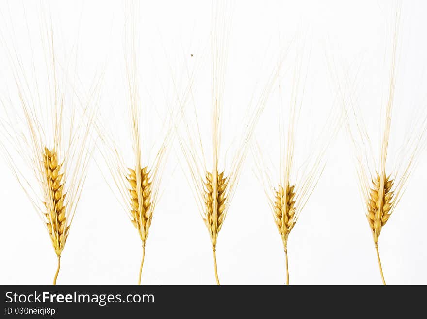 Wheat Ears Isolated Over White