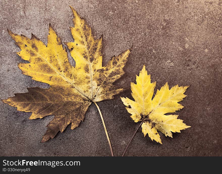 Two Sycamore Leaves on a Stone Background. Two Sycamore Leaves on a Stone Background