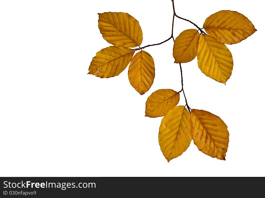 Beech leaves on a white background. Beech leaves on a white background