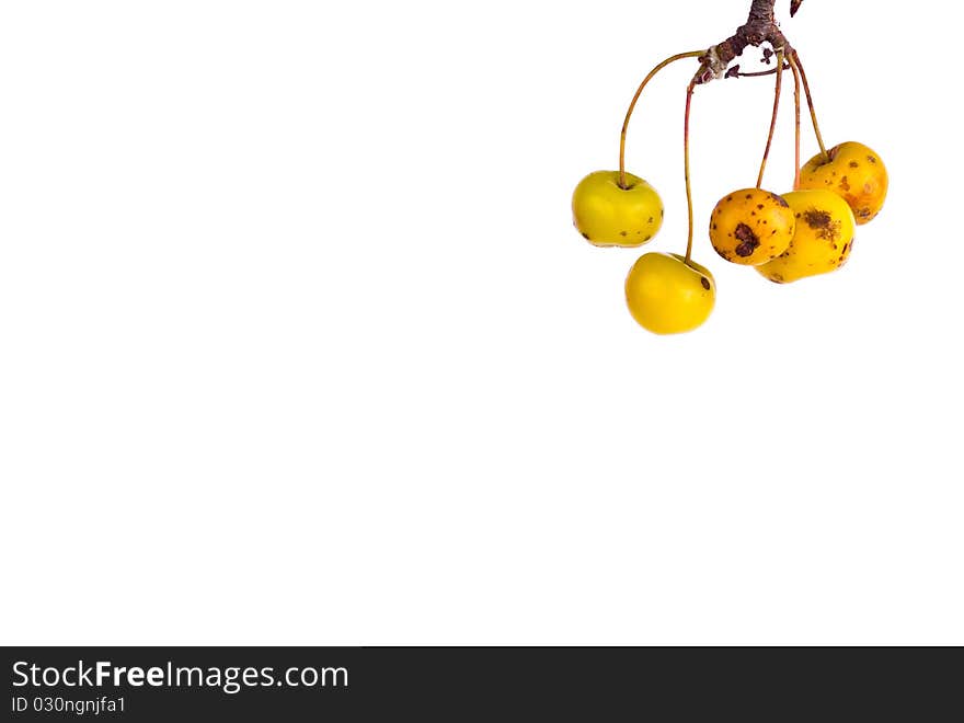 A cluster of crab apples on a white background