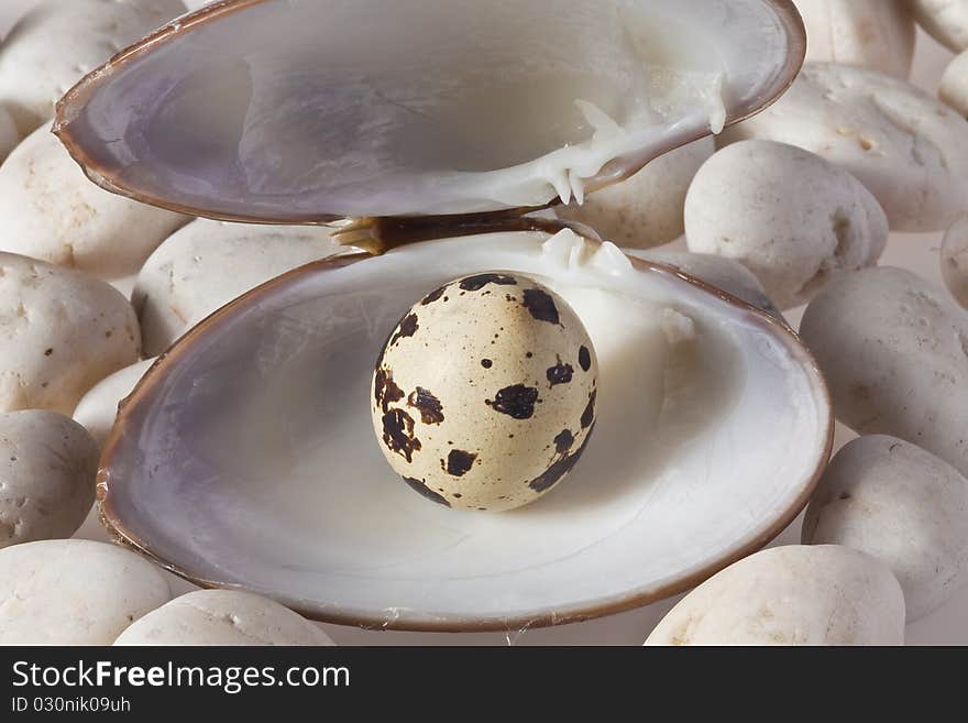 Quail egg served in a shell with rock bakground