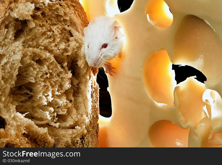 Mouse in a kitchen with cheese and bread