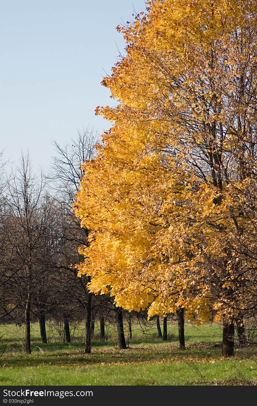 Yellow Tree