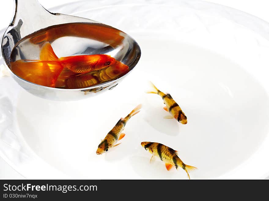 Goldfish swiming in the plate wating to be catch. Goldfish swiming in the plate wating to be catch.