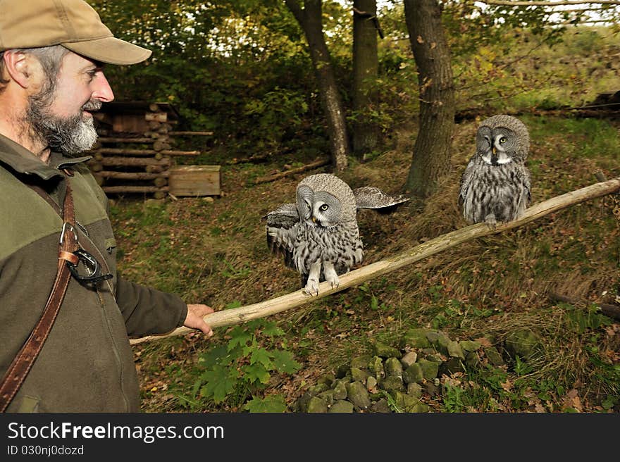 Burrowing owls,Athene cunicularia.