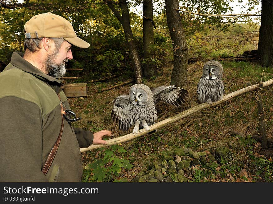 Burrowing Owls,Athene Cunicularia.