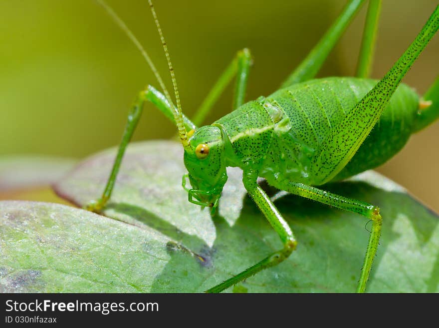 Katydid