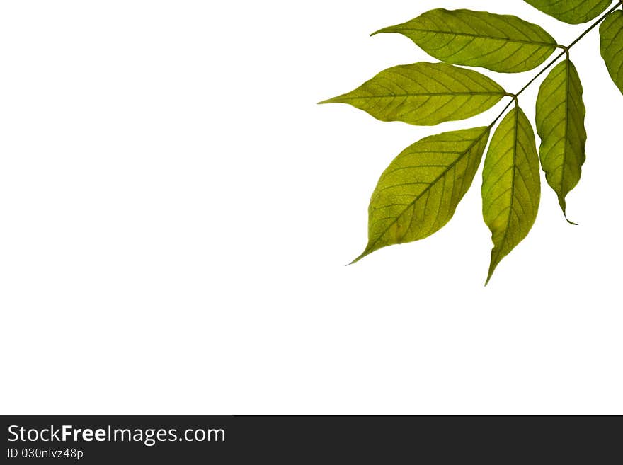 Green leaves isolated on a white background. Green leaves isolated on a white background