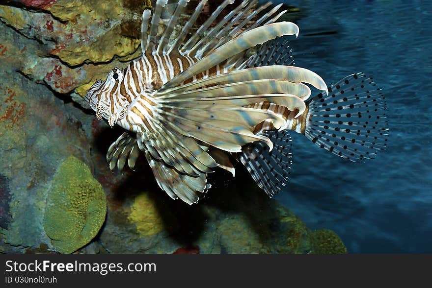 Colorful fish swimming with a reef background. Colorful fish swimming with a reef background