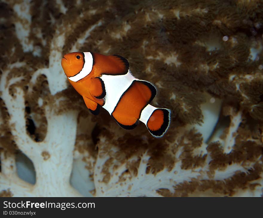 Colorful fish swimming with a reef background