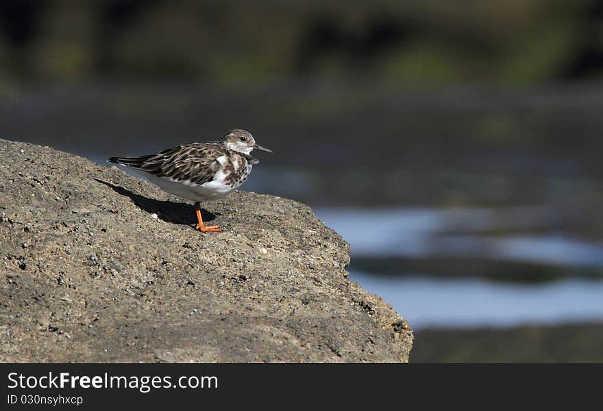 Rudy Turnstone, Camuy coast, Puerto Rico