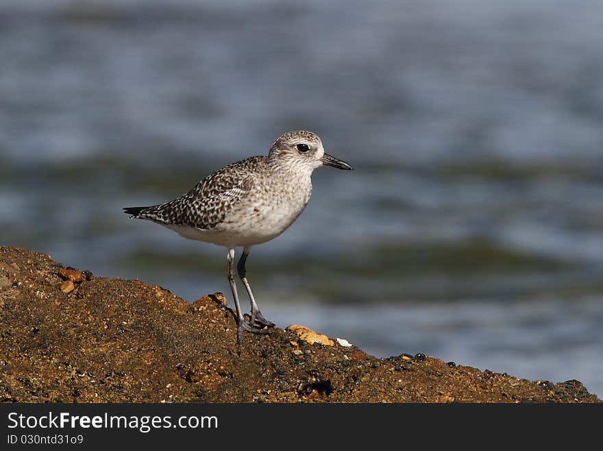 Black-belied Plover in winter plumage taken in the coast of Camuy, Puerto Rico