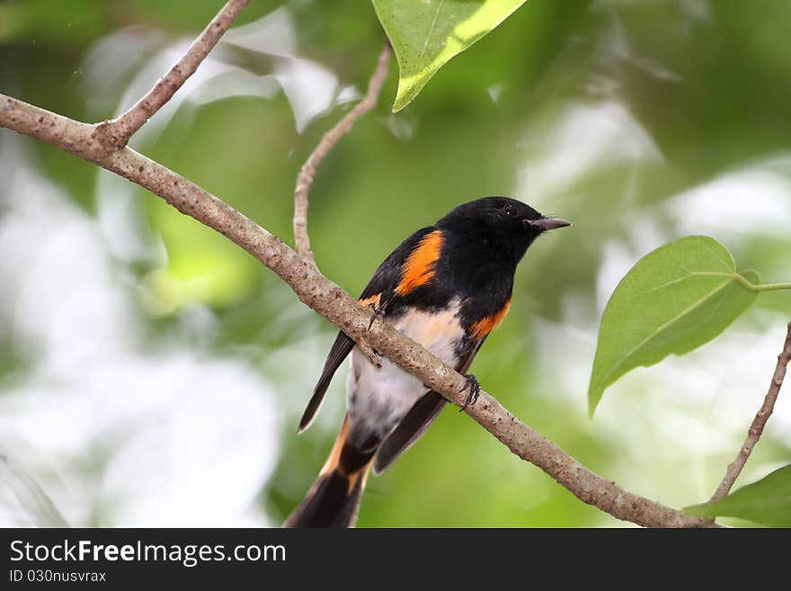 Male American Redstar, migration warbler, Wildlife Refuge, Cabo Rojo, Puerto Rico