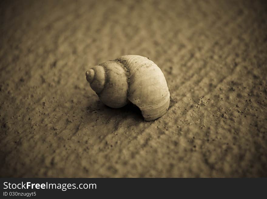 Sepia tone photograph of a shell against concrete.