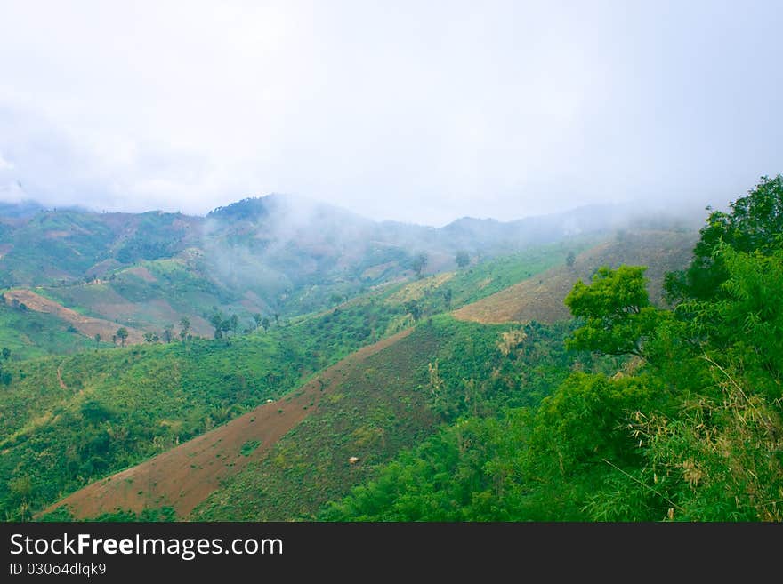 Deforest for agriculture on mountain