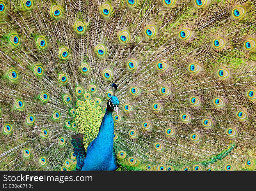 Beautiful portrait of a male peacock spreading its vibrant wings to attract female peahens. Beautiful portrait of a male peacock spreading its vibrant wings to attract female peahens