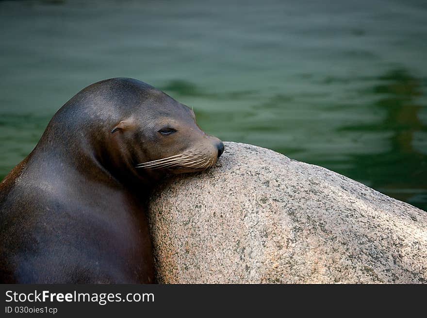 Seal in zoo