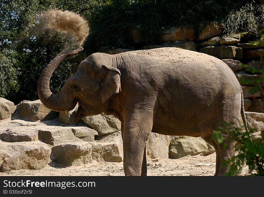 Elephant throws sand on its back