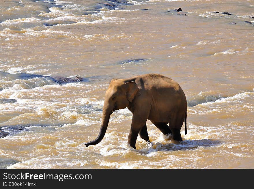 An elephant washing and drinking in river. An elephant washing and drinking in river