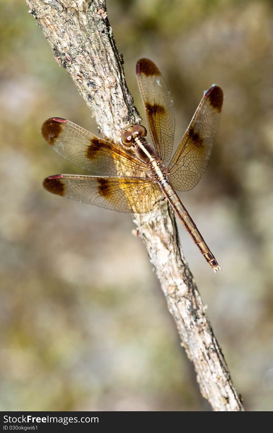 Close-up dragonfly on branch, Thailand.