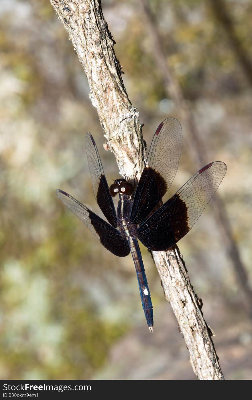 Black dragonfly on branch