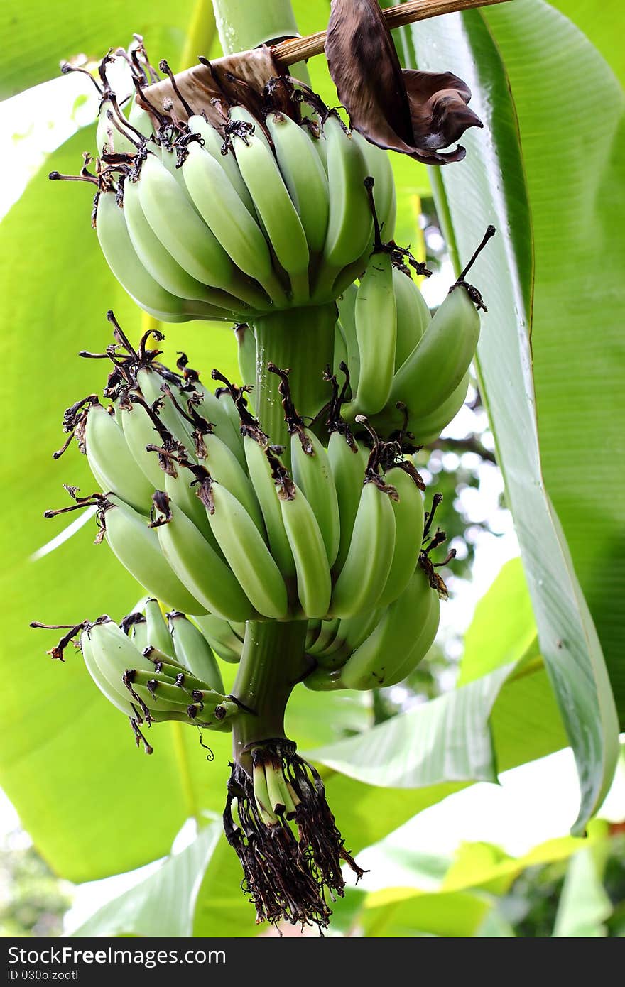 Green banana plant in thailand