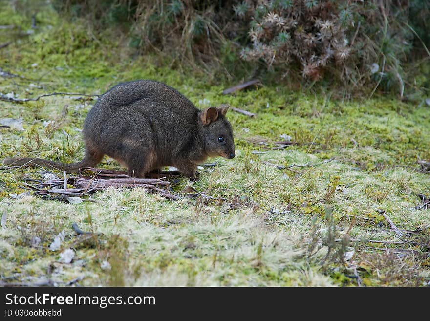 Bennett S Wallaby, Tasmania