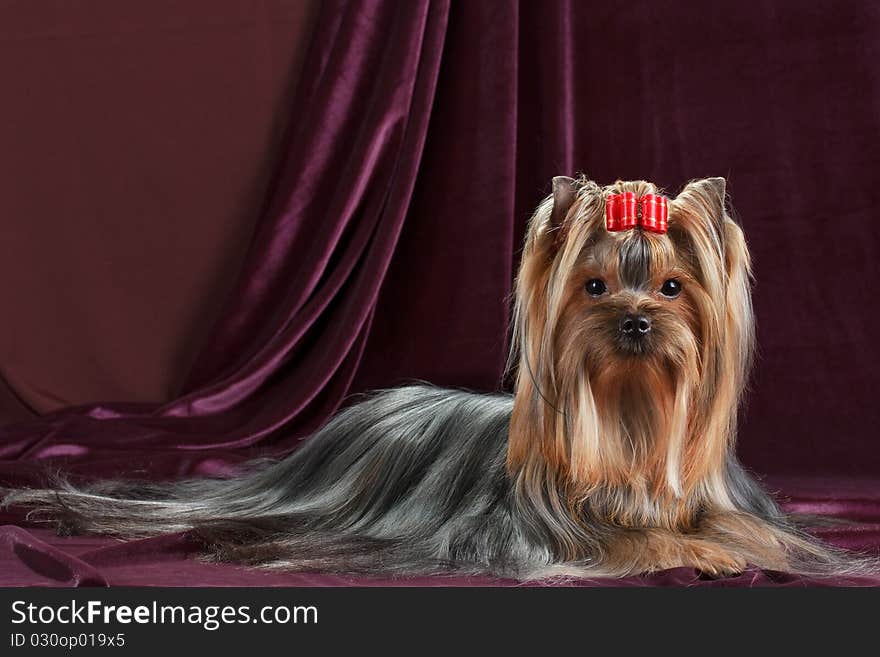 Yorkshire Terrier on a velvet background.