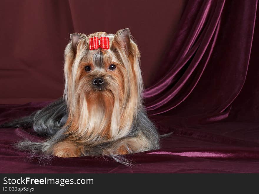 Yorkshire Terrier on a velvet background.