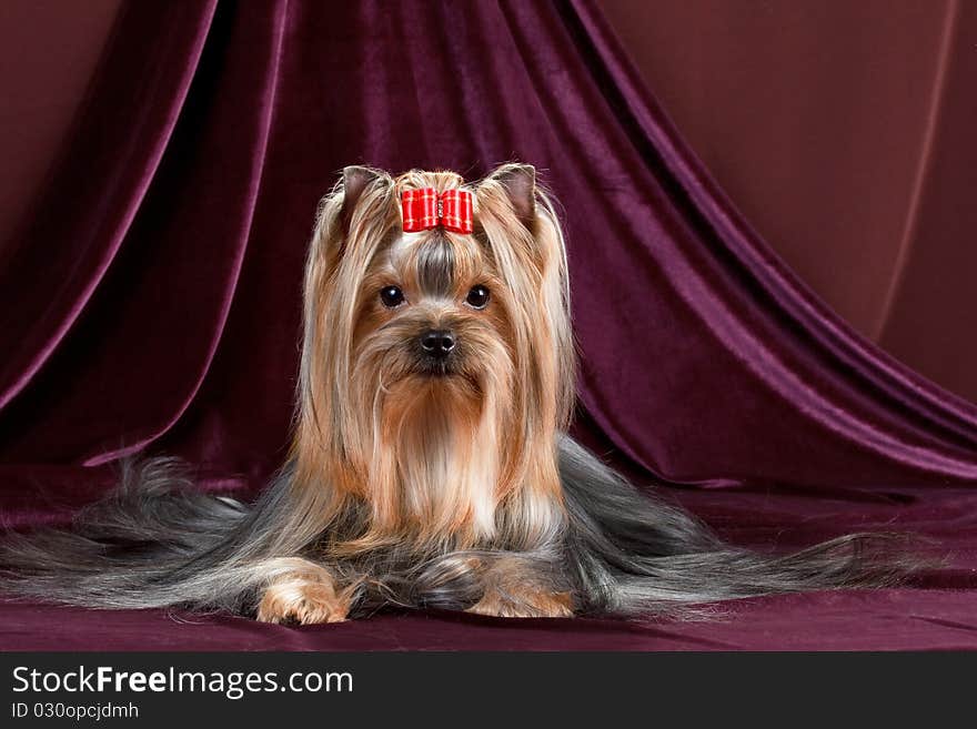 Yorkshire Terrier on a velvet background.