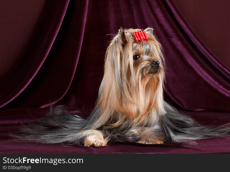 Yorkshire Terrier on a velvet background.