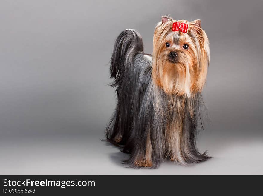 Yorkshire Terrier on a grey. Not isolated.