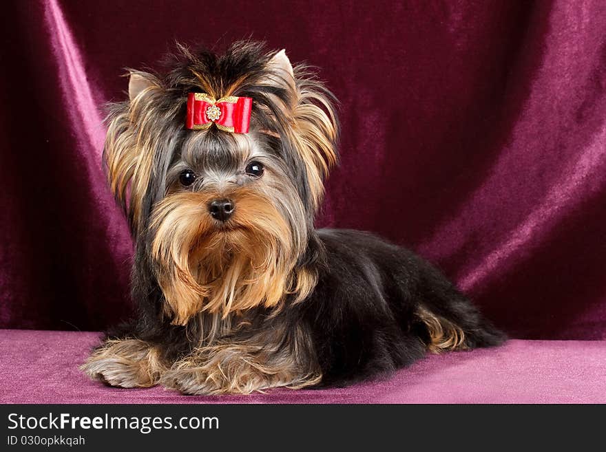 Yorkshire terrier puppy