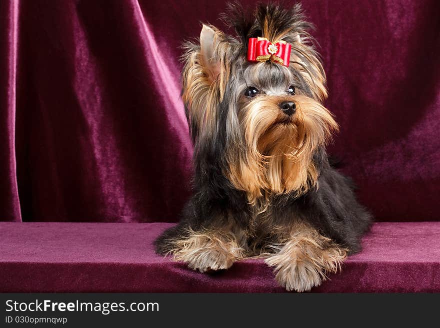 Yorkshire terrier puppy