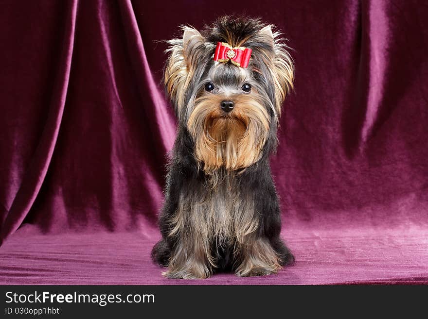 Yorkshire terrier puppy