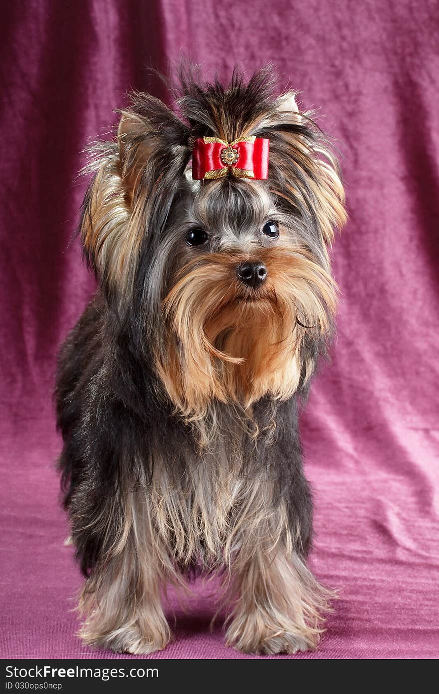 Yorkshire terrier puppy