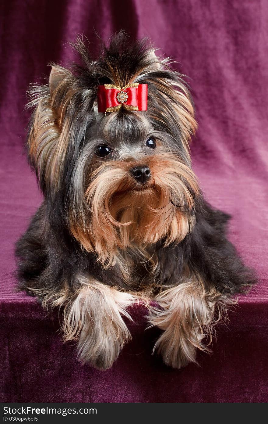 Yorkshire terrier puppy