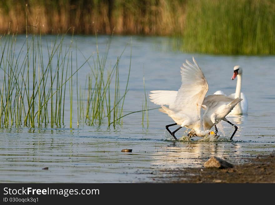 Eurasian Spoonbills fighting