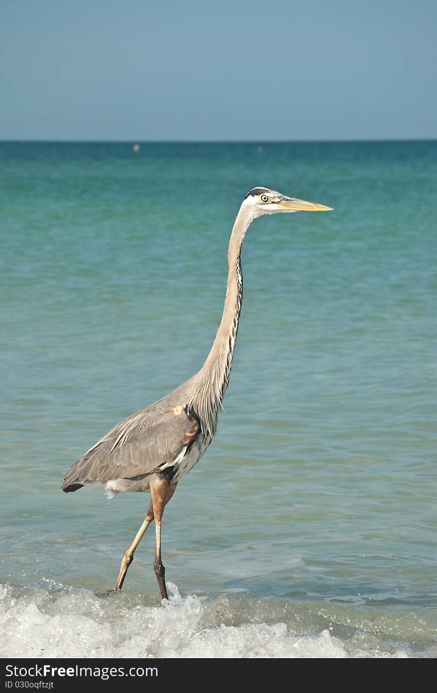 Great Blue Heron On A Gulf Coast Beach