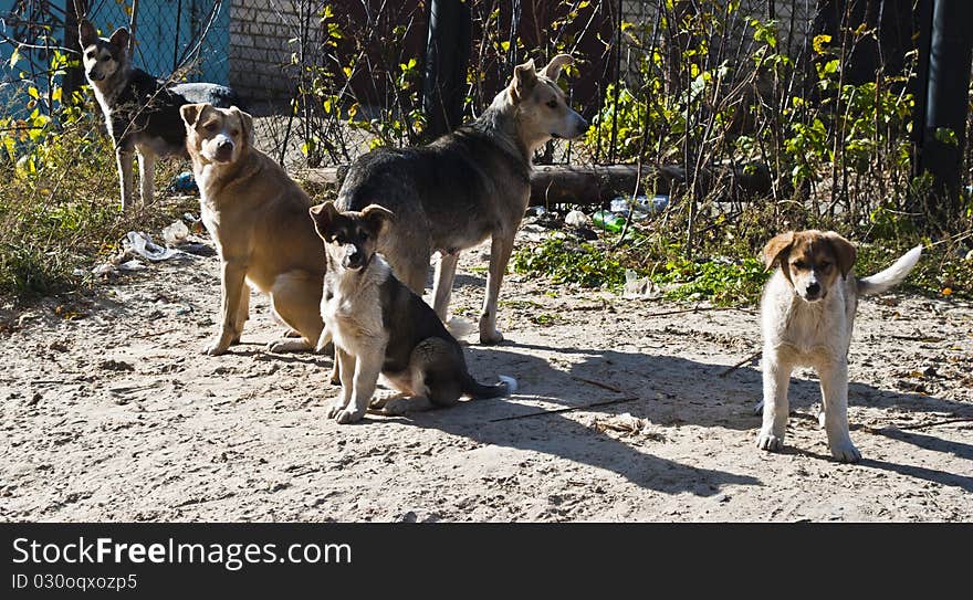 Homeless dog family bask in the sun